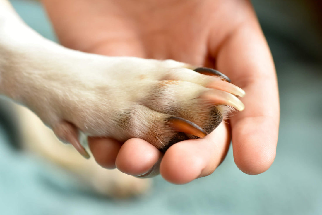 Black line on toe nails! | Golden Retriever Dog Forums